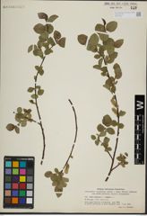 Foto von Salix herbacea L. x Salix lanata L.